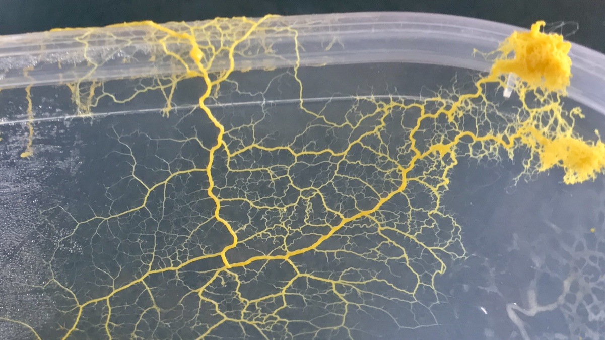 Physarum polycephalum in dettaglio